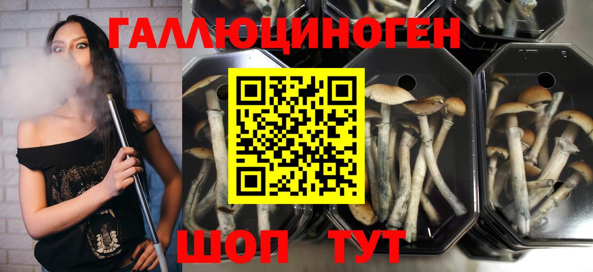 Галлюциногенные грибы Psilocybe Железногорск
